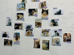 -猫友咖啡店(玉林西路店)