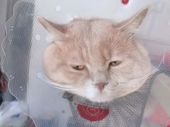 -瑞派·关忠动物医院·异宠专科·犬猫肿瘤·皮肤专科(望京店)