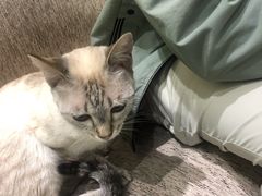 -藏猫猫咖啡主题馆(中央大道店)