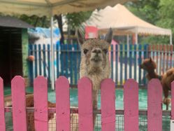 -萌宠亲子动物乐园(槐房万达店)