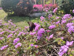 -广州莲花山旅游区