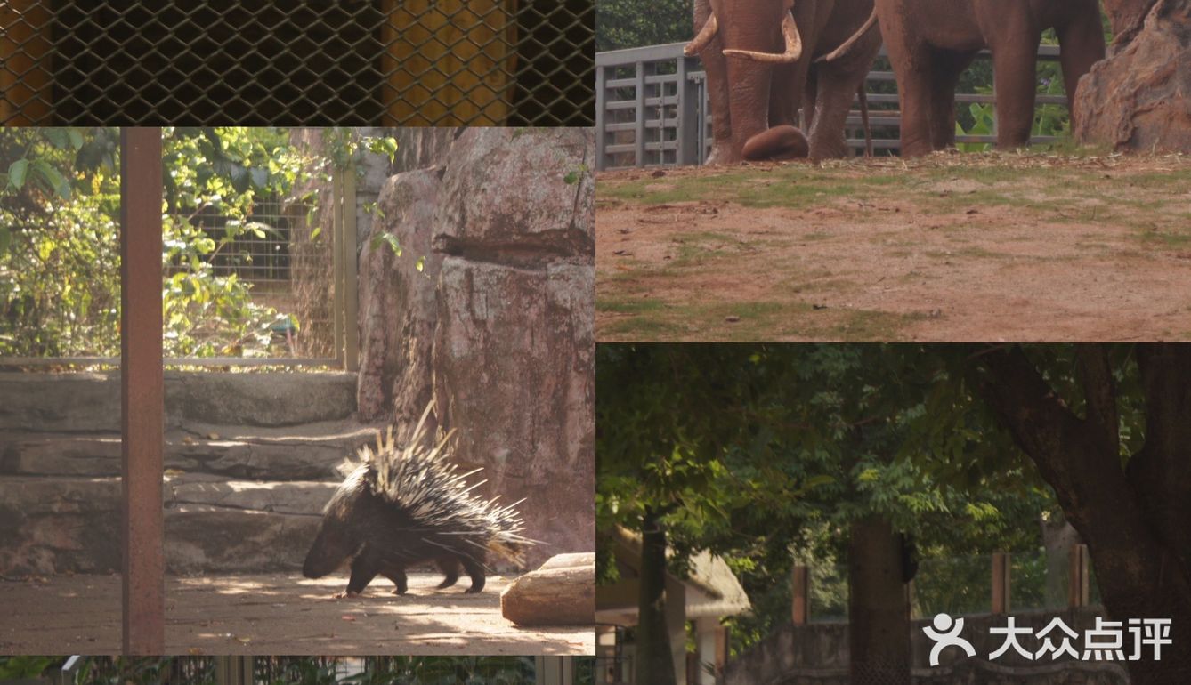 广州·越秀｜广州动物园🦍门票20元🦍