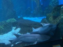 -海合安成都极地海洋公园