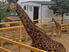 -西霞口神雕山野生动物世界