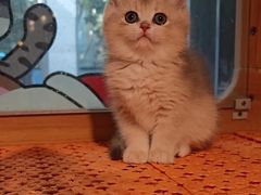 -欣宠猫屋·矮脚拿破仑·蓝金金渐层