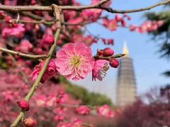 -红梅公园