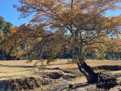 -大浪坝森林公园