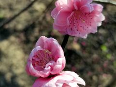 -南国桃园旅游度假区