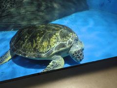 -秦皇岛新澳海底世界