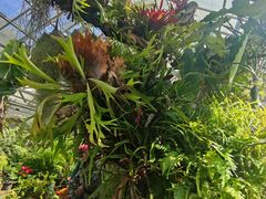 -国家植物园南园