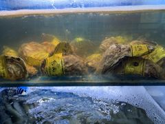 -鸽子侯·家宴·平价海鲜(市图书馆店)