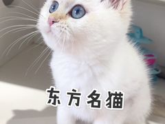-东方名猫馆·英短金渐层布偶猫舍(环线广场1号楼店)