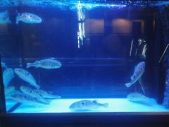 -肆月河豚·淮扬菜·湘菜(华天店)