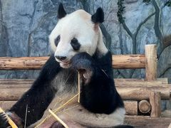 -深圳野生动物园
