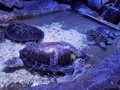 -大连老虎滩海洋公园