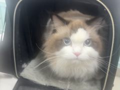 -北京观赏动物医院·24小时大型综合·猫专科·异宠专科
