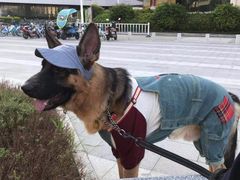 -翊宠yipet猫狗购宠庄园犬舍•猫舍