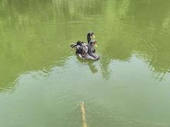 -千岛湖东南湖区
