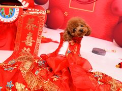 -读宠于你·约克夏比熊·睫角守宫·爬宠售卖(高新店)