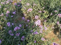 android_upload_pic-艾溪湖湿地公园