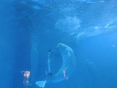 -海合安成都极地海洋公园