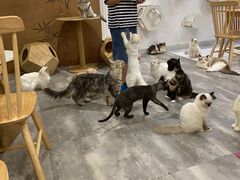 -楼上猫咖(罗湖店)