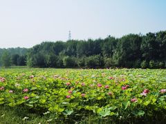 -东郊湿地公园