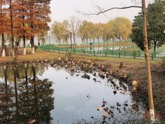 -金银湖国家城市湿地公园