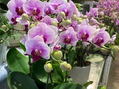 -金科花卉市场