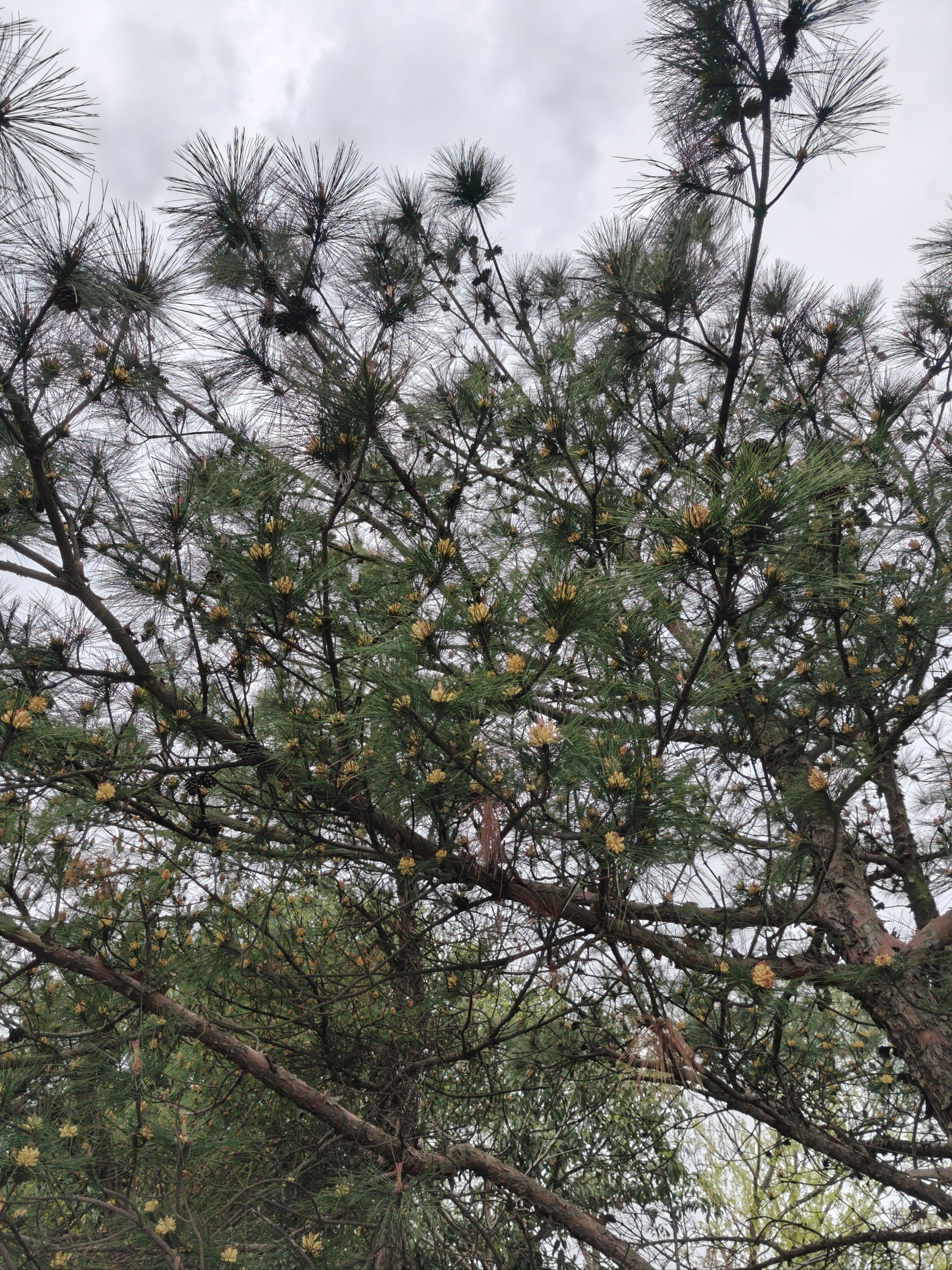 松果小时候能吃嘛?