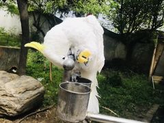 -盛世牡丹苑生态文化旅游区