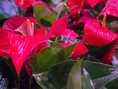 -花鸟鱼虫鲜花绿植市场(玉泉路店)