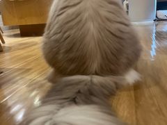 -滚猫咖啡·猫咖·猫友好撸猫(未来城店)