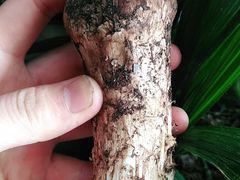 野生松茸-菌之家野生菌火锅