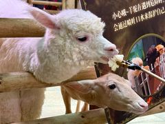-正佳雨林生态植物园