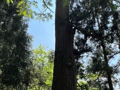 -天目山大树王景区