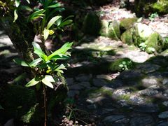 -莫里热带雨林景区