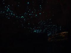 -怀托摩萤火虫洞