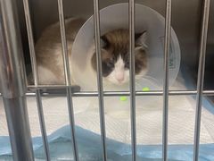 -中农大我爱我爱24h动物医院·中医针灸·猫专科·骨科医疗中心(双井店)