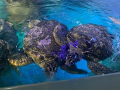 -烟台海昌鲸鲨海洋公园