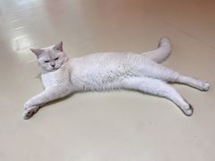 -三花喵·撸猫购宠·宠物生活馆(虹桥南丰城店)