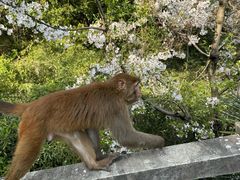 -苏州上方山国家森林公园
