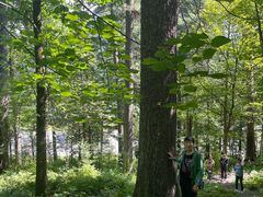 -五营红松林海景区