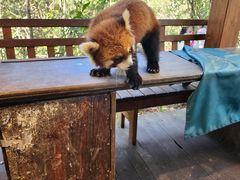 -普洱太阳河森林公园