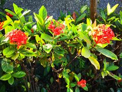 -广州神农草堂中医药博物馆
