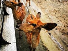 -清迈夜间动物园