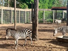 -清迈夜间动物园