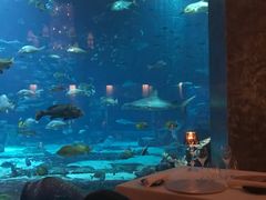 -迪拜帆船酒店海底餐厅