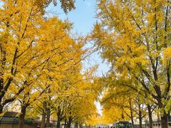 -三里屯东五街银杏大道
