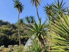 -深圳仙湖植物园